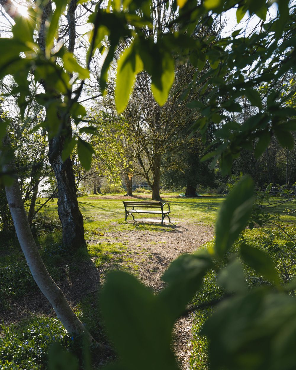 A bench through trees
