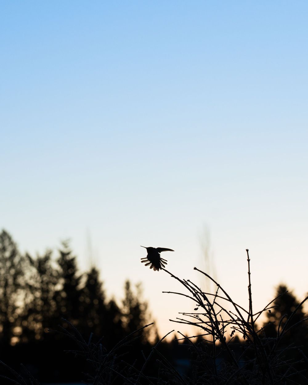 A bird stretching its wings in morning blue hour
