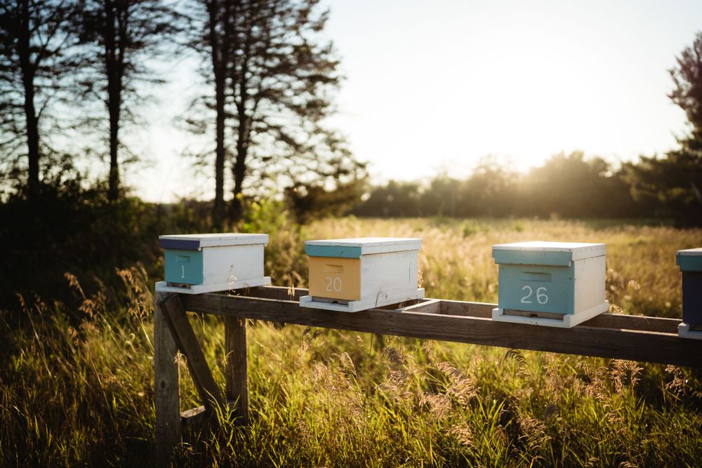 Three white beehive boxes arranged on a wooden stand in a sunlit field.