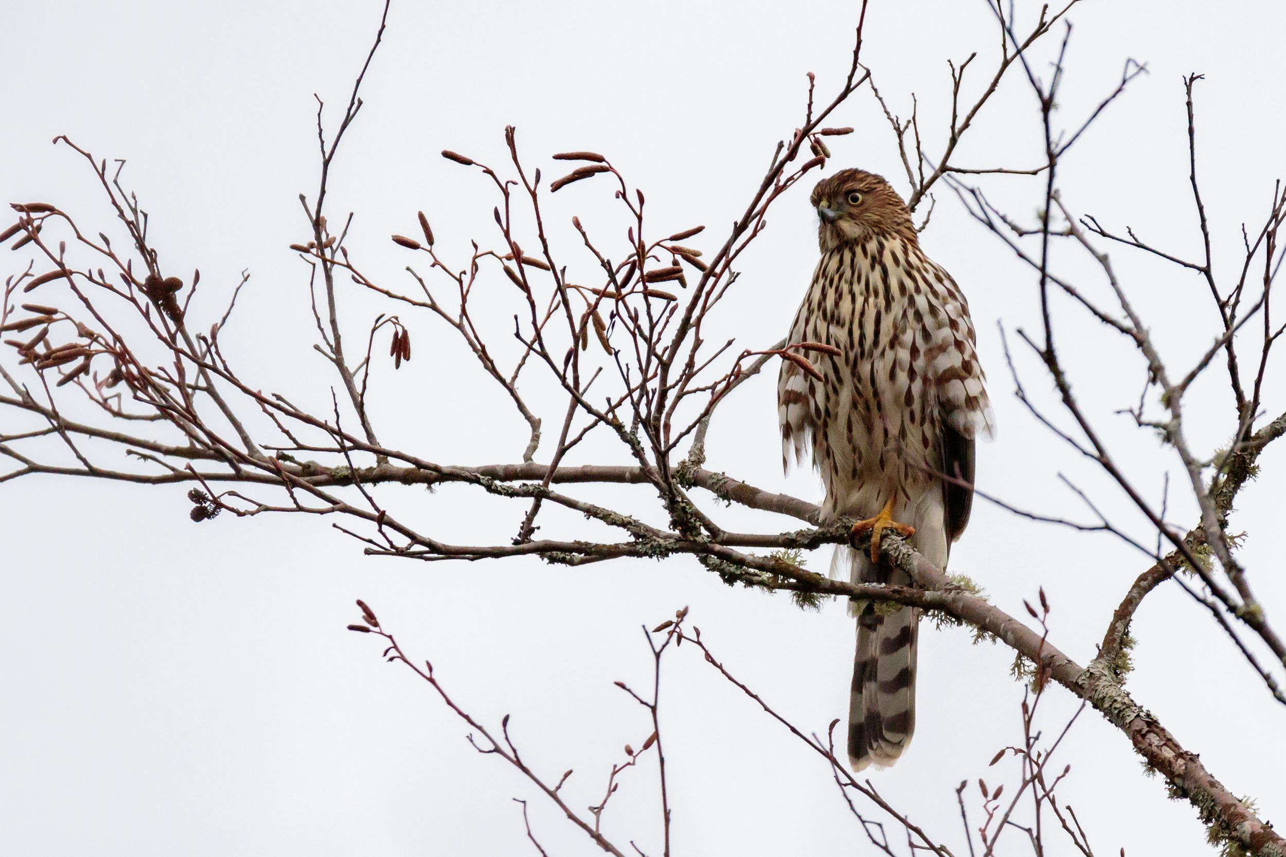 Coopers Hawk searches for food standing on one leg in Alder tree branch on a cold January day.