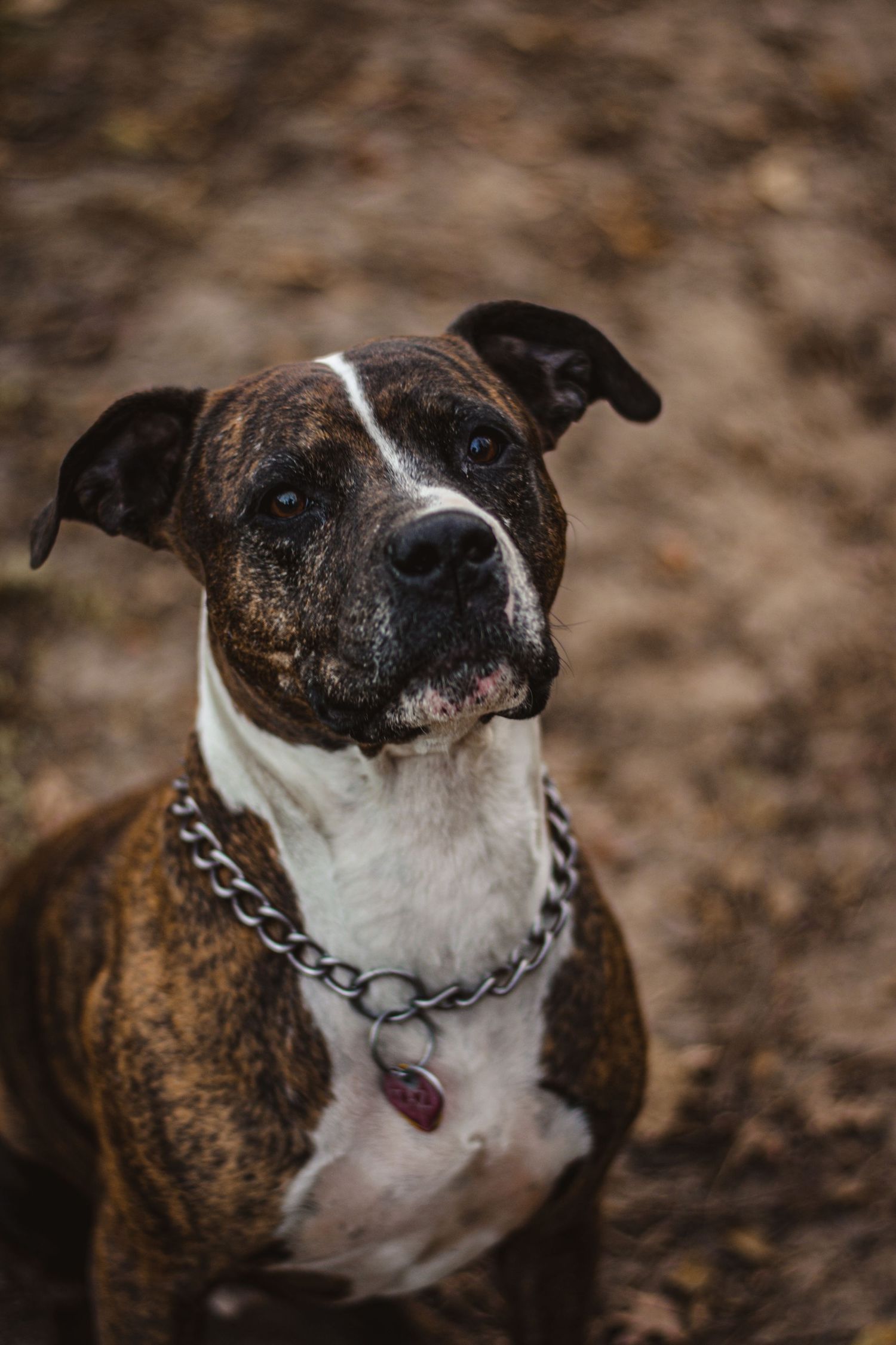 Close-up portrait of brindle and white pit bull wearing chain collar.