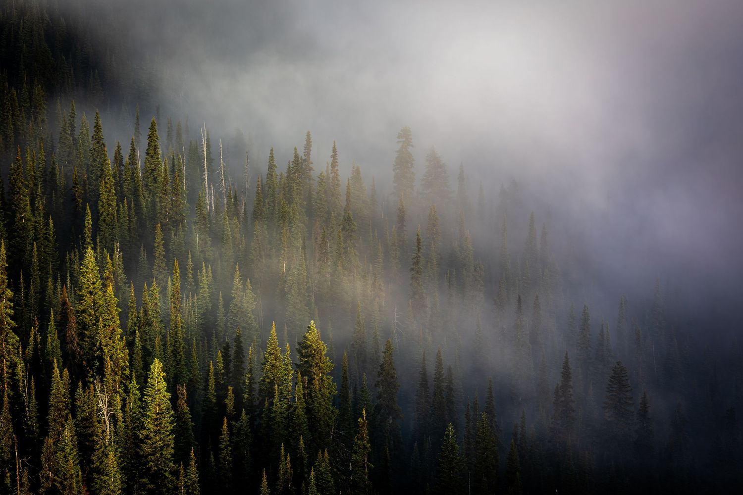 Misty mountain forest landscape with sunlight filtering through fog and evergreen trees.