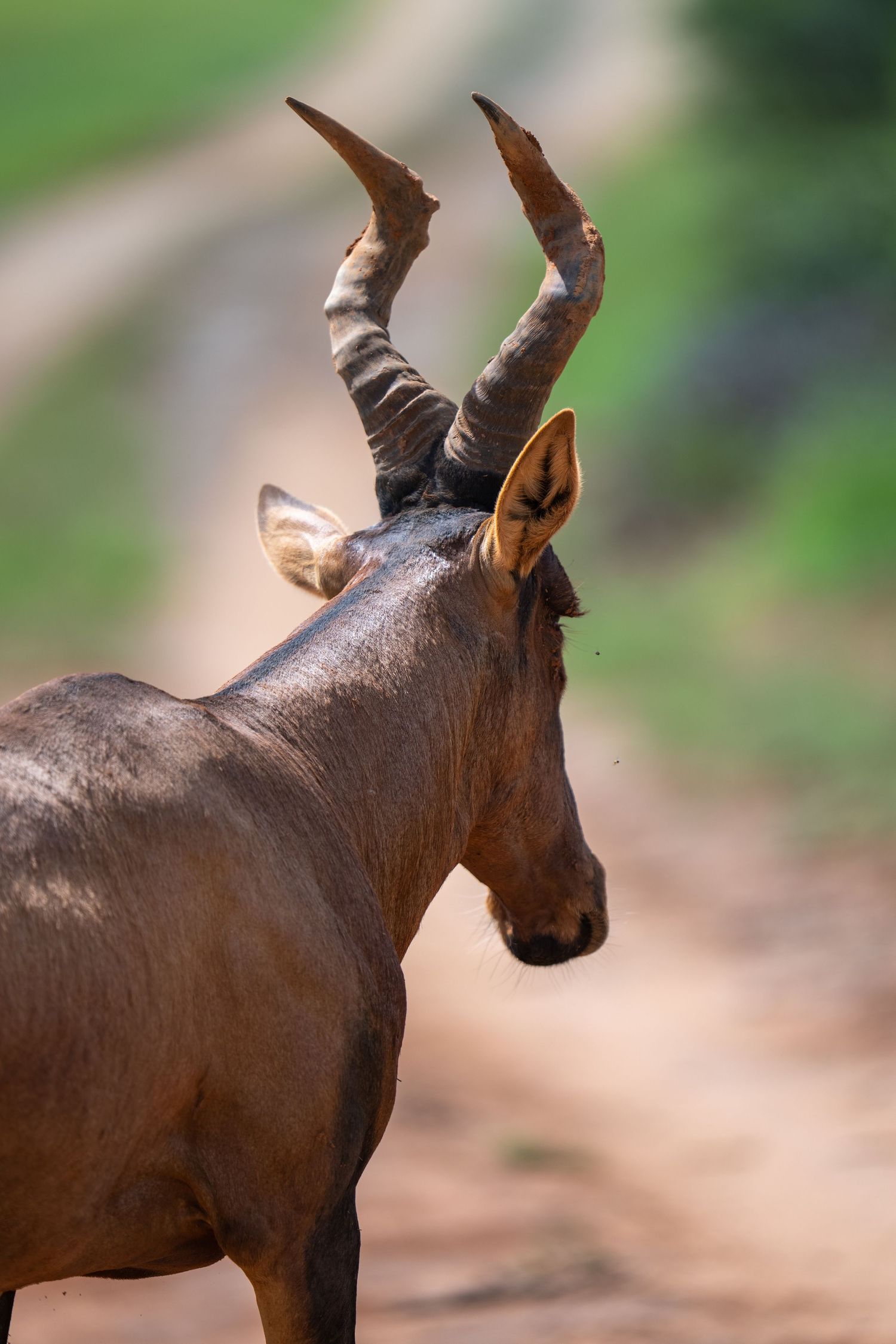 Close-up portraits of a red hartebeest antelope's distinctive horns and head against blurred foliage.