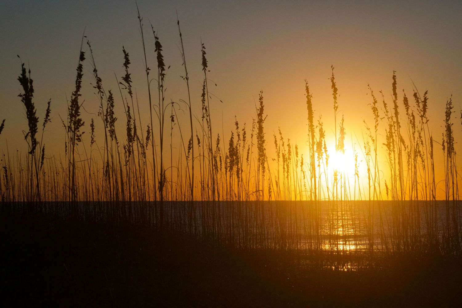 Golden sunset silhouettes tall grass against glowing orange sky over water.