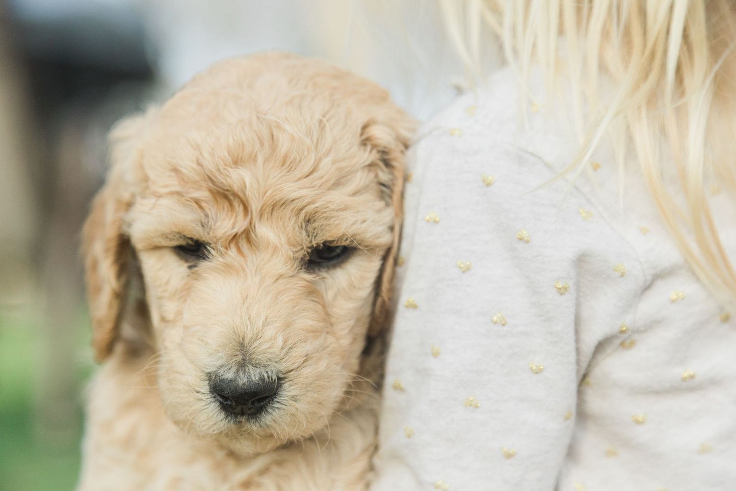 Puppy