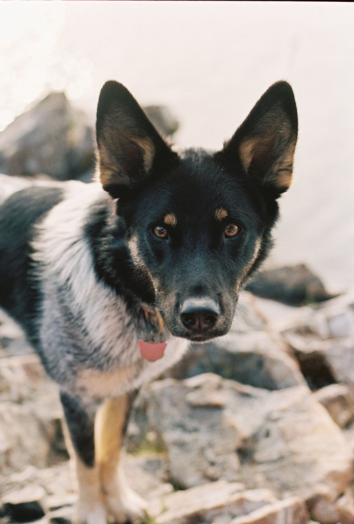 Portrait of cute dog