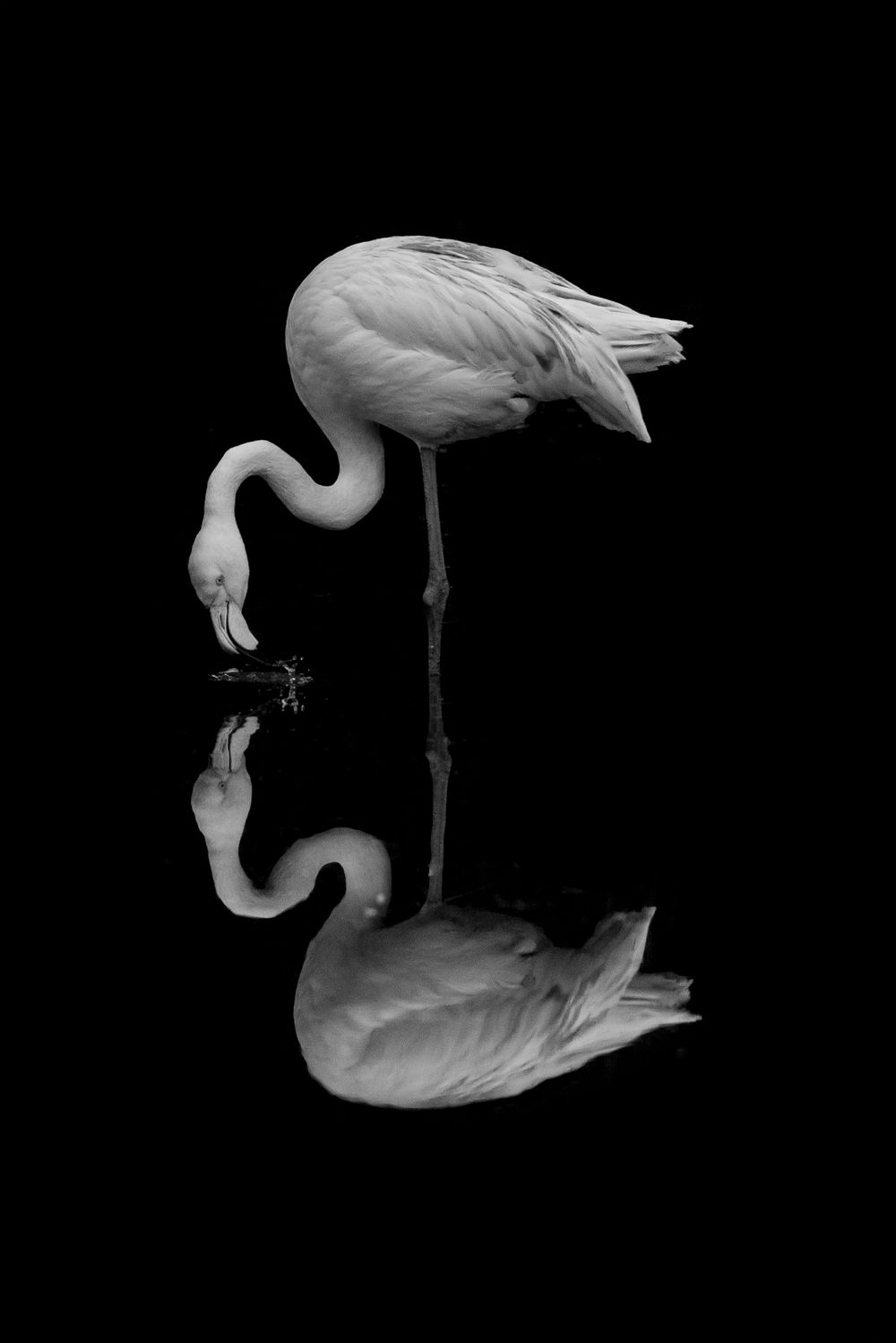 Flamingo Art