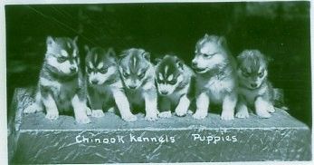 Early Husky Puppies at Eva Seeley's Chinook Kennels, Wonalancet NH