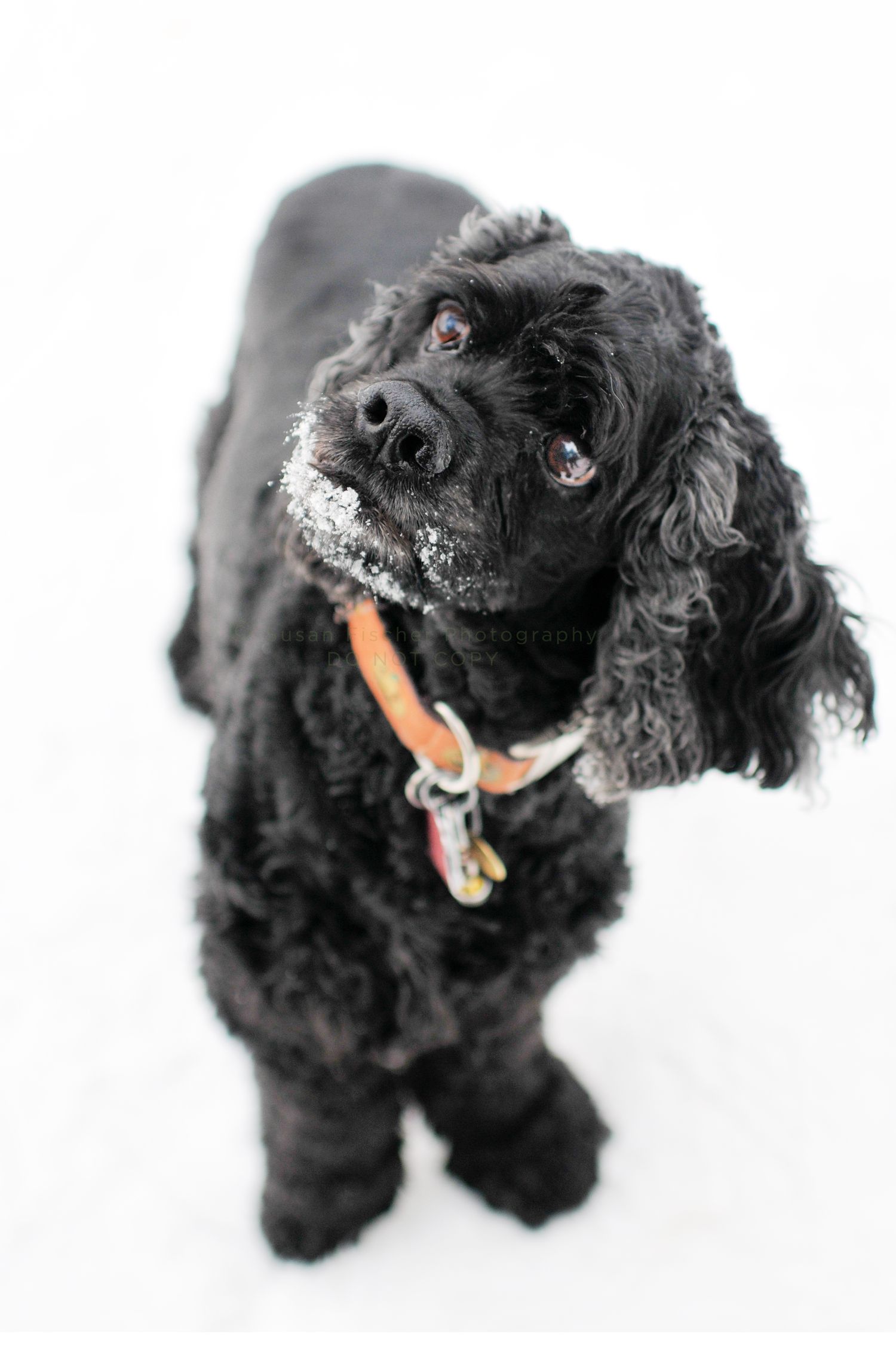 dog, dog in snow, black dog, cocker spaniel