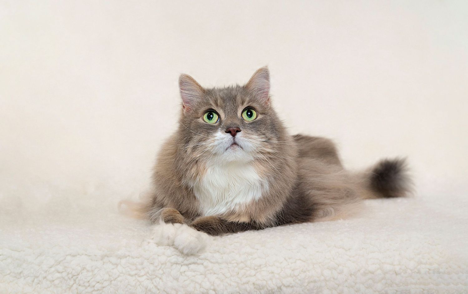 Toronto Cat photography