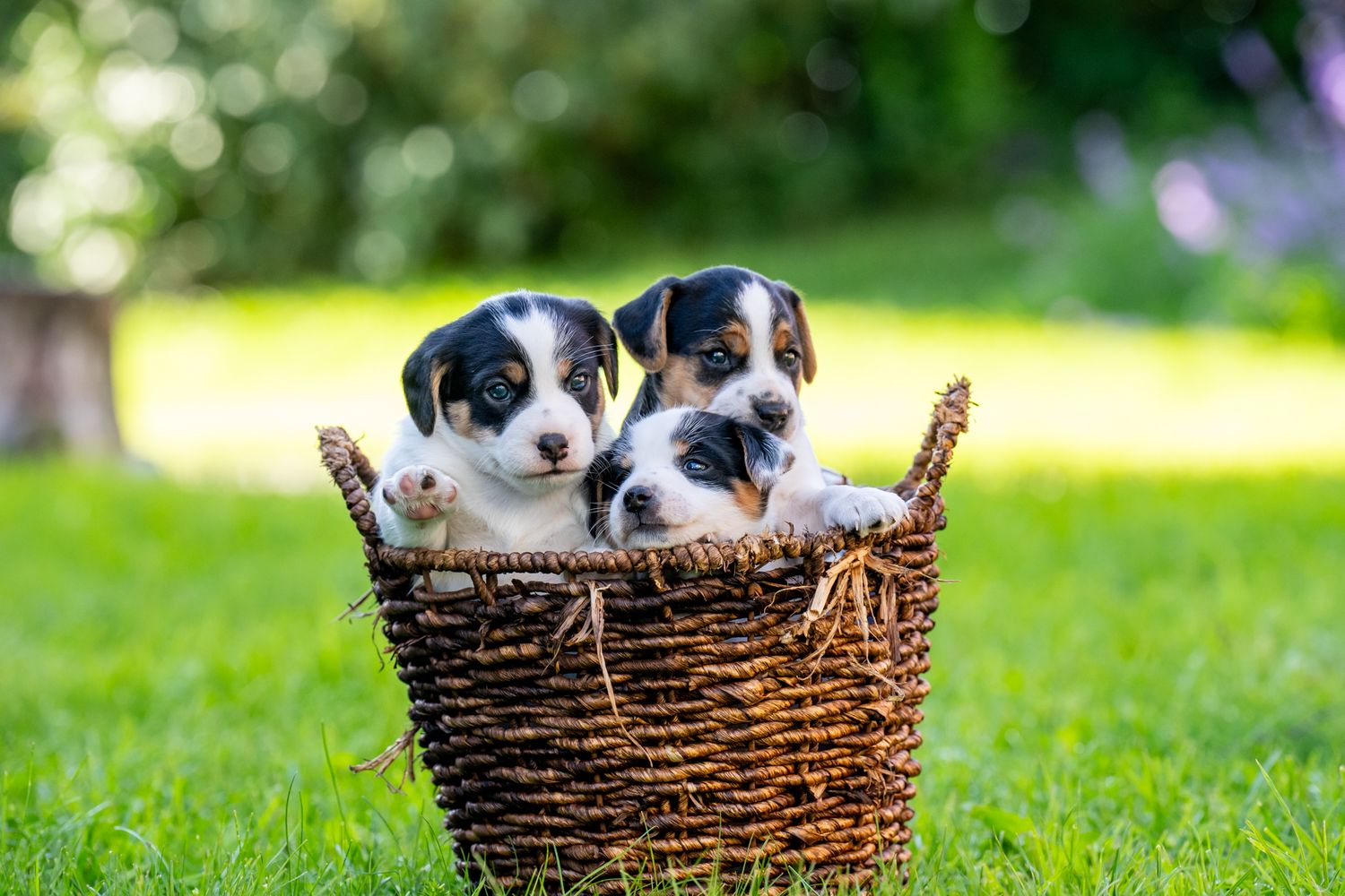 Two adorable black and white puppies sitting together in a woven basket outdoors.