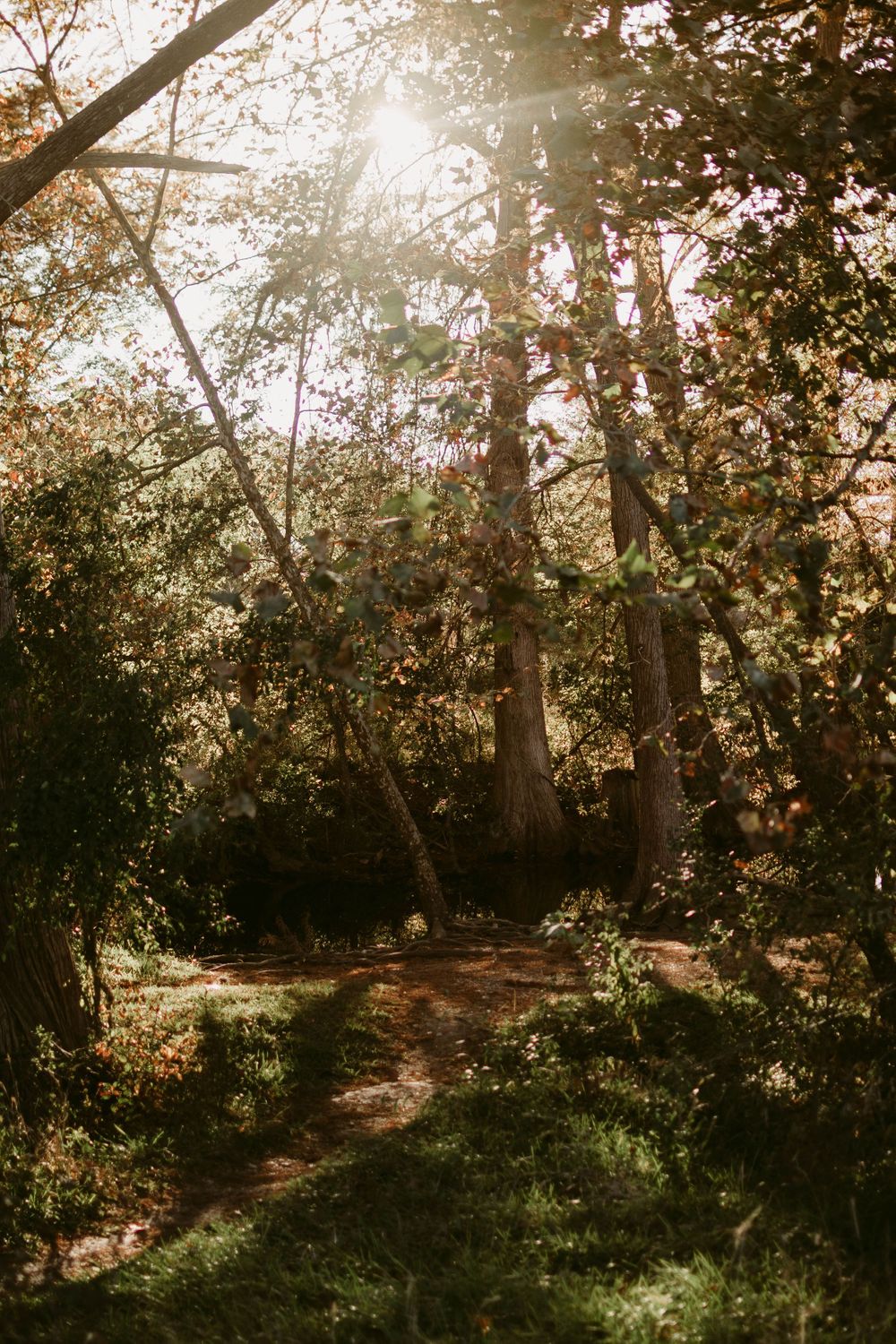 Sunlight streams through autumn trees creating magical forest atmosphere on dirt path.