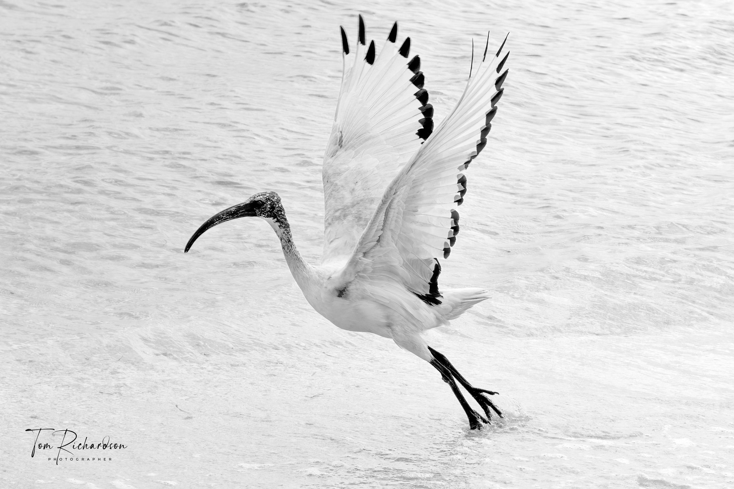 African Sacred Ibis, Benguerra Island, Mozambique