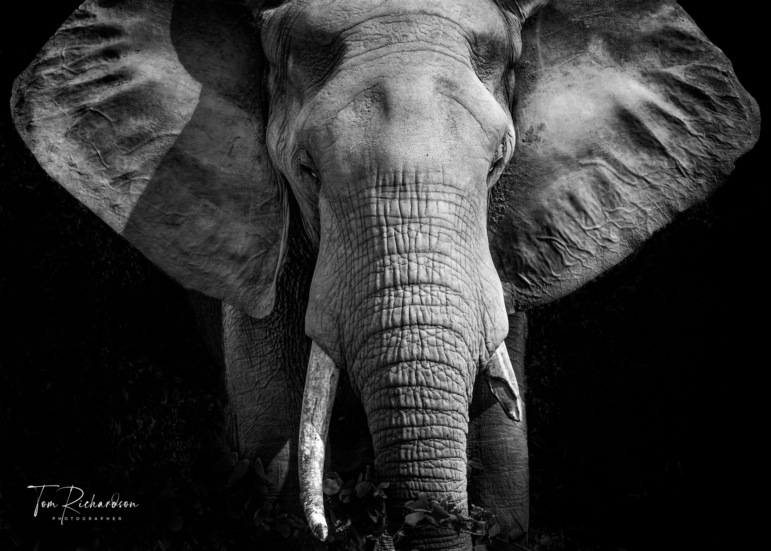 Bull Elephant in Kruger national park, South Africa