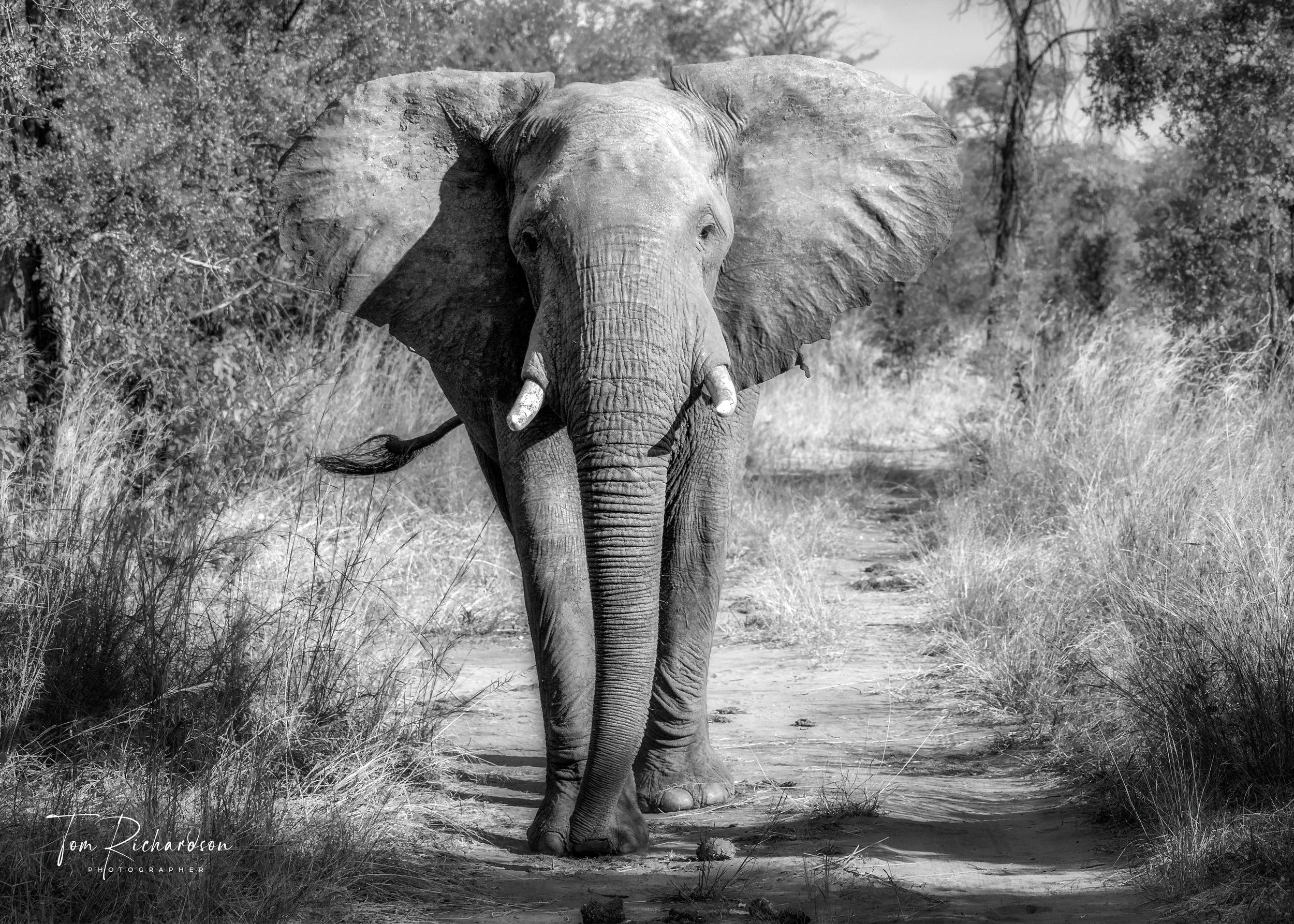 Blocking The Way, on the  Zambezi Park Game Drive, Zimbabwe