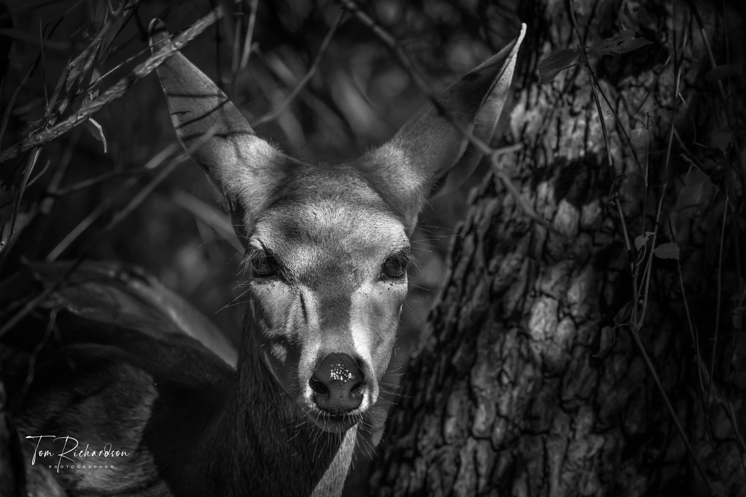 Bushbuck