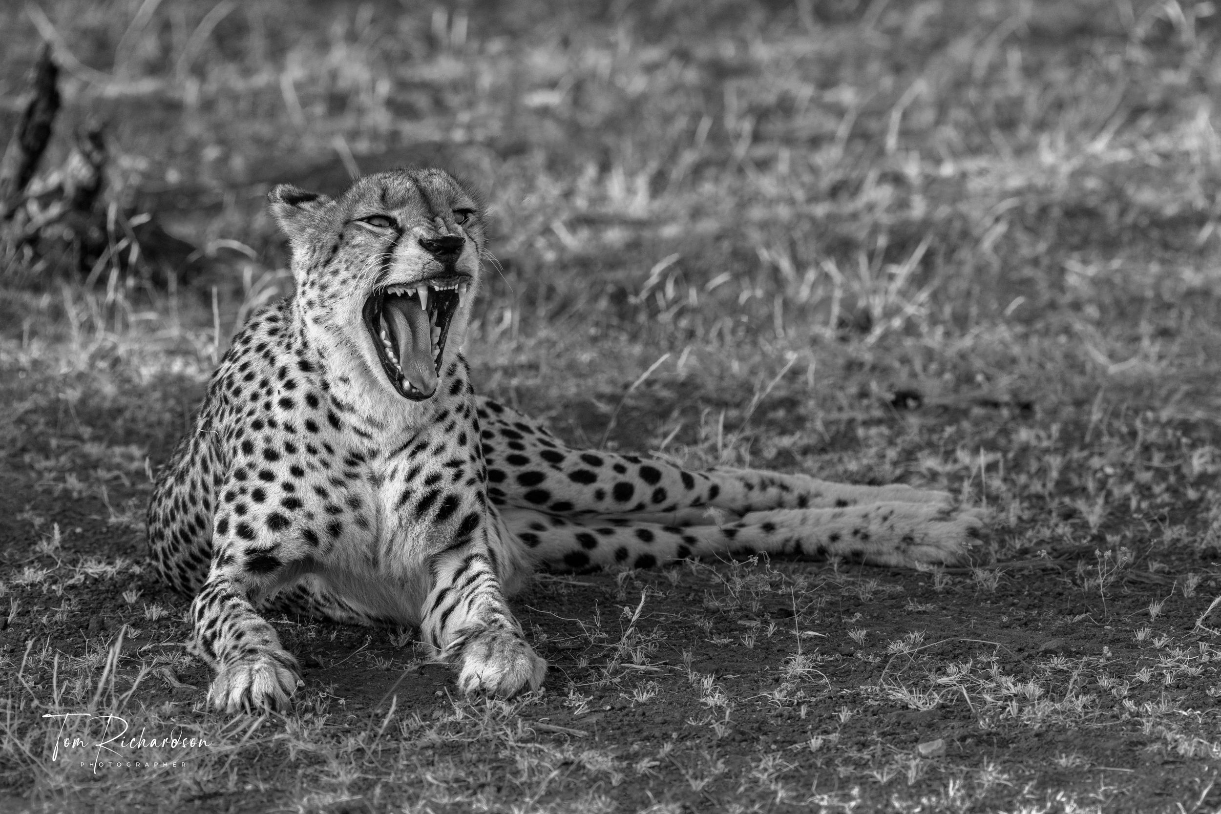 Cheetah yawning, Mashatu, Botswana