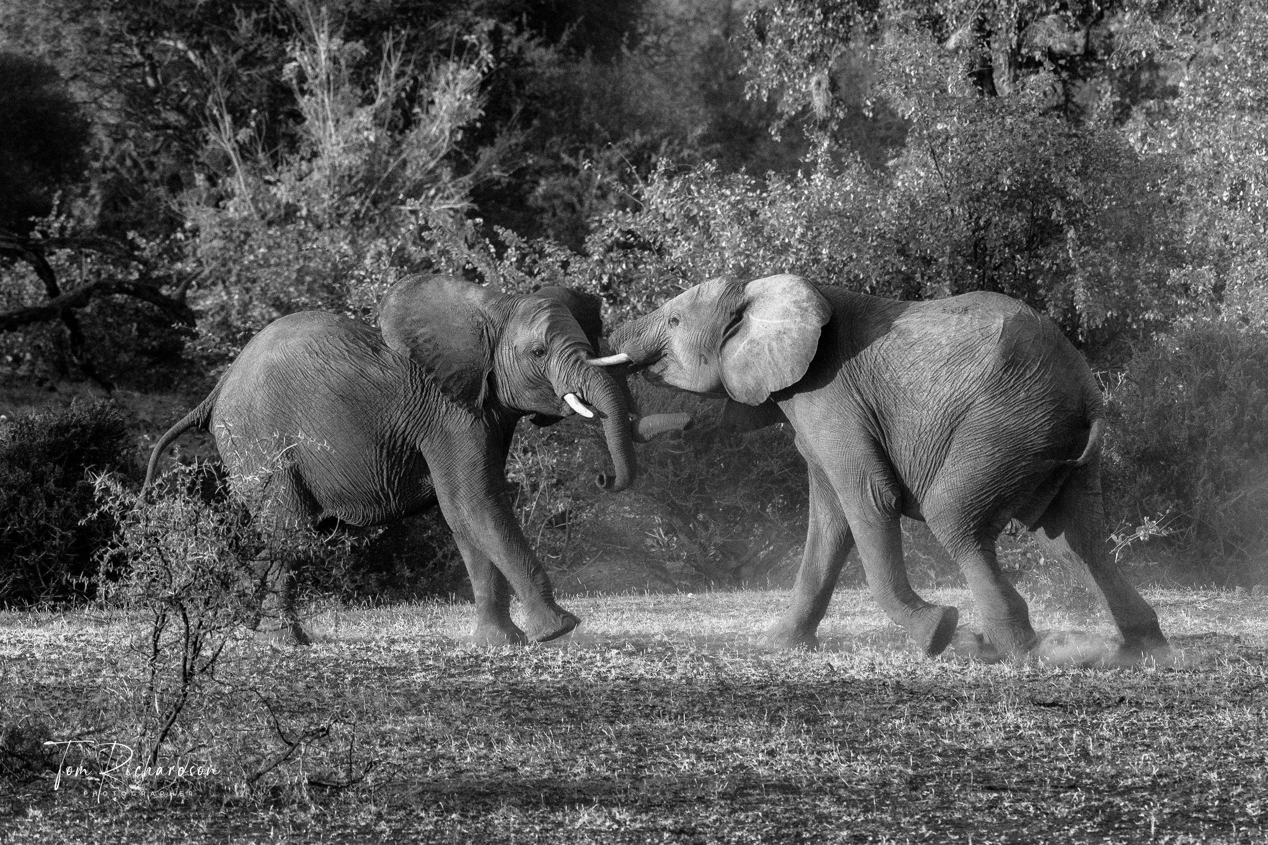 Elephants play Fighting, Botswana