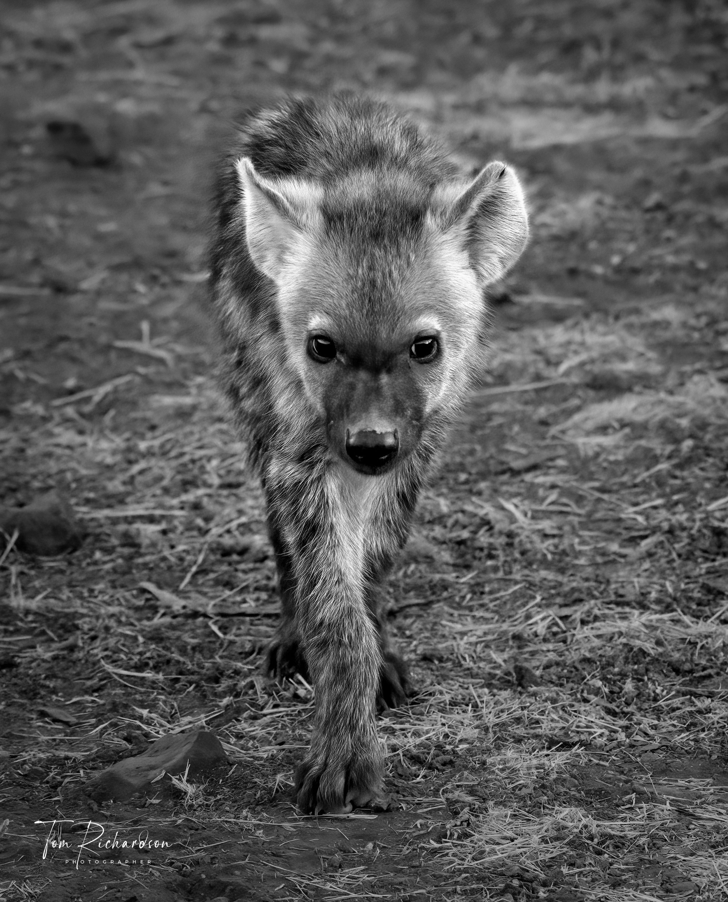 Hyena Cub