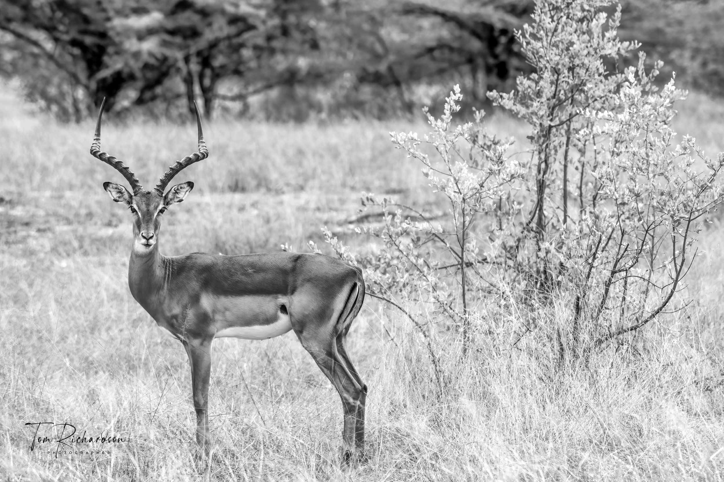Impala Selous National Park Tanzania