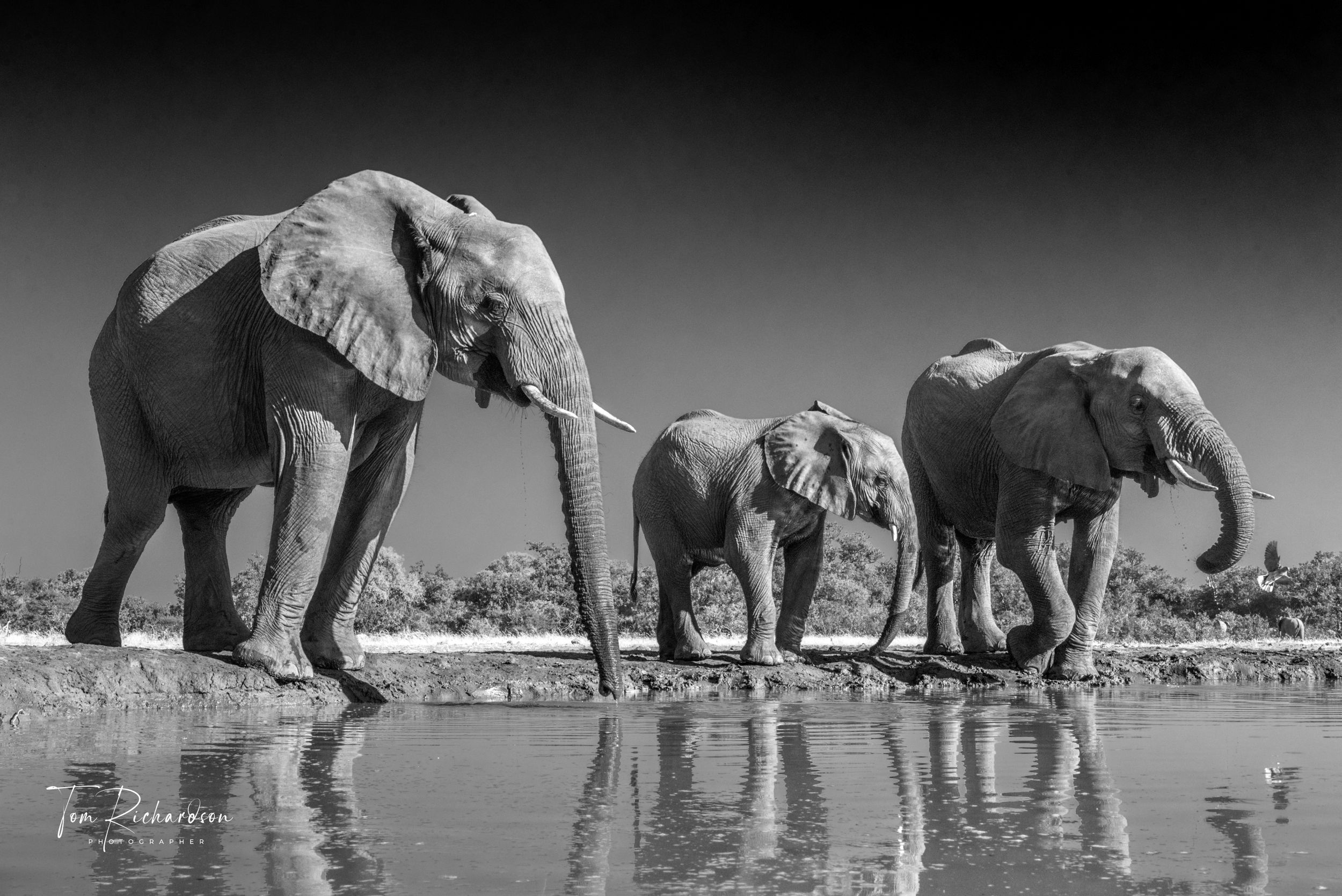 At the waterhole, Mashatu in Botswana