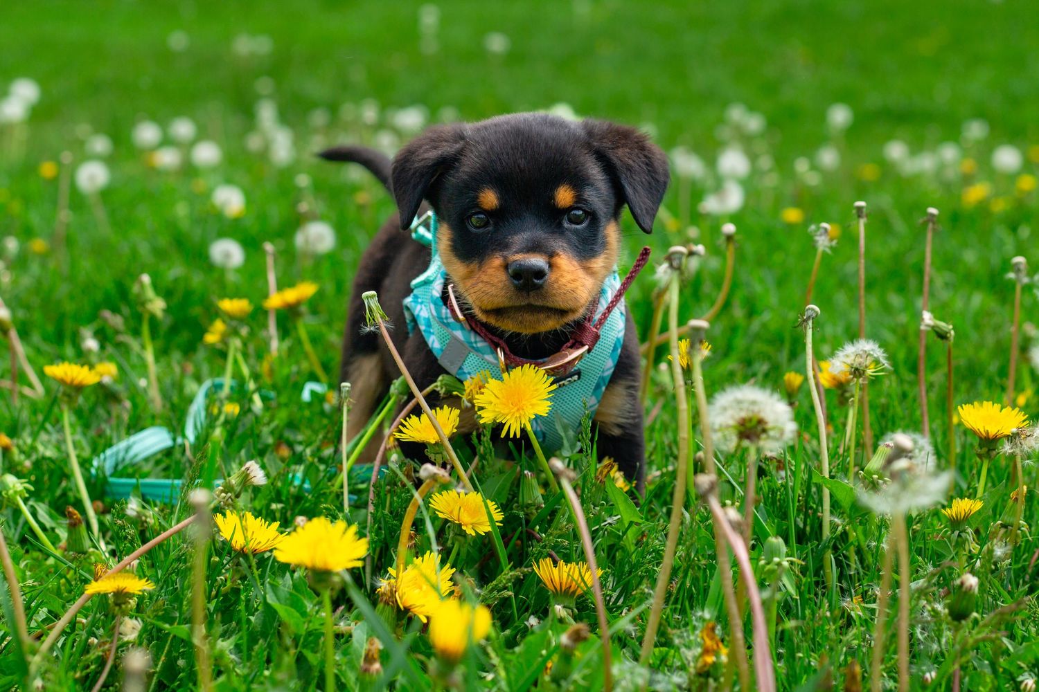Colorado pet photography, Colorado pet photographer, Denver pet photography, Denver pet photographer