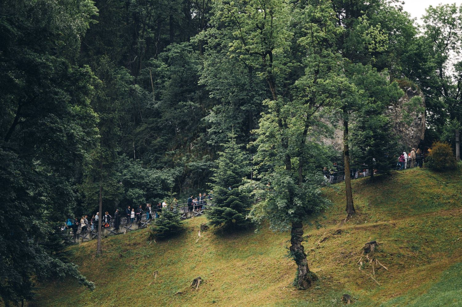 People walking along hillside path through lush green forest landscape.
