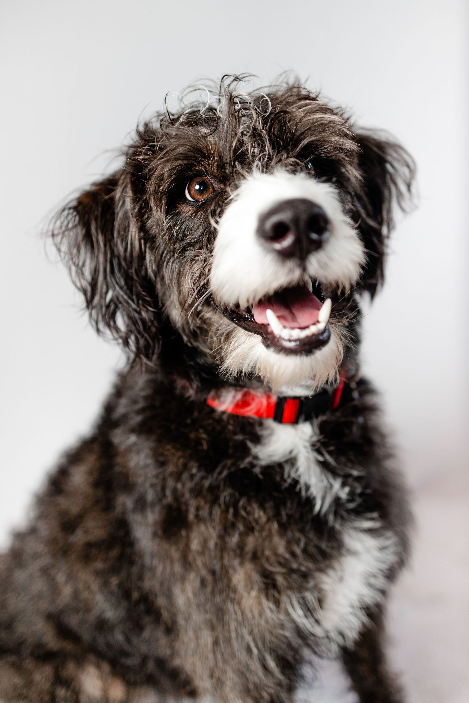 Shaggy mixed breed dog with red collar smiling at camera against white background.