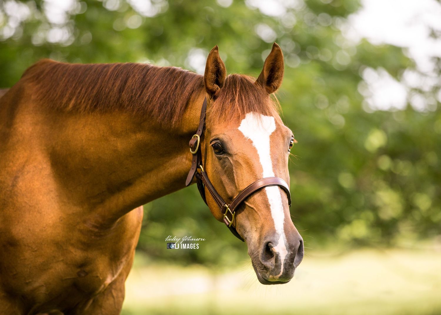 Chestnut horse white blaze