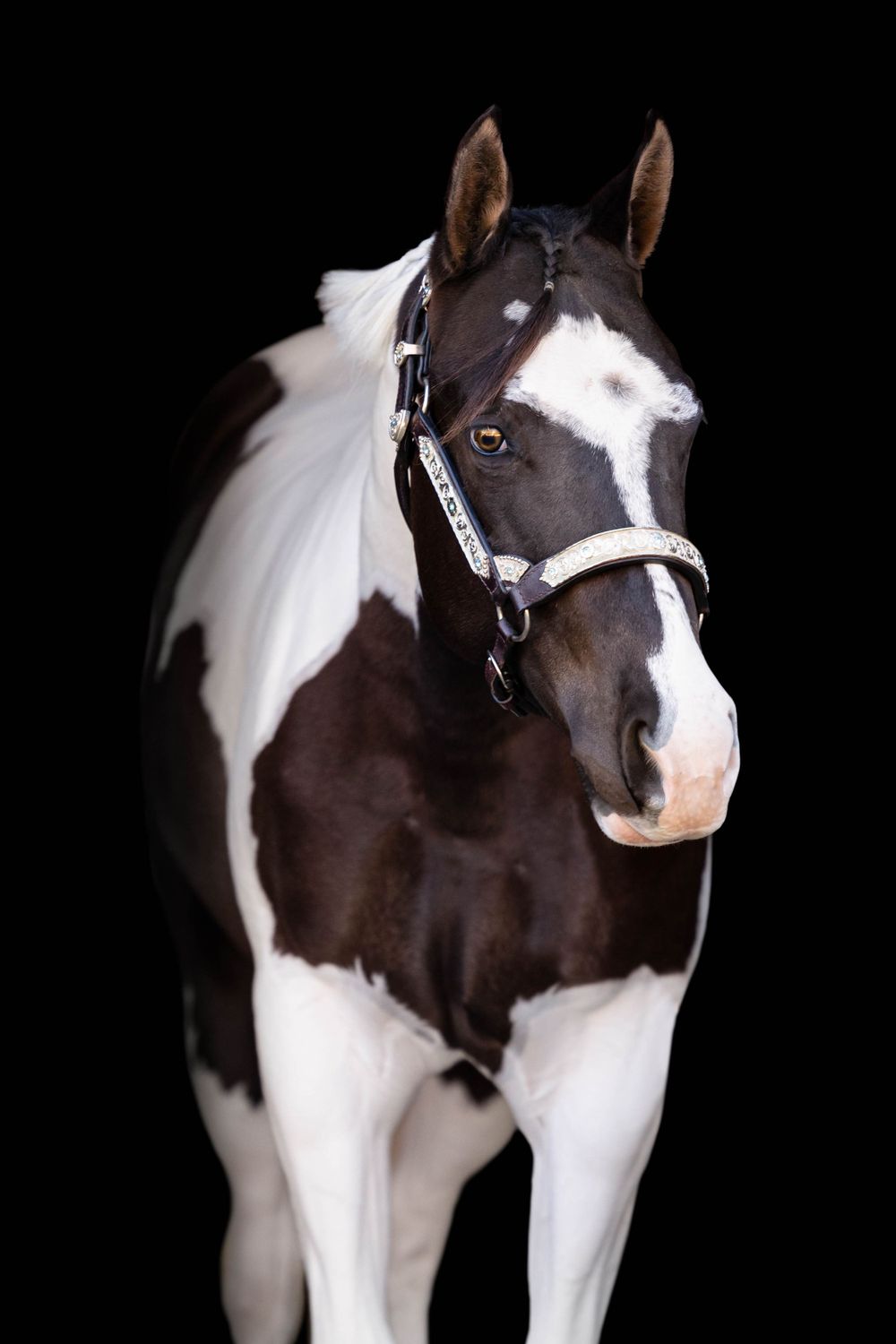 paint mare