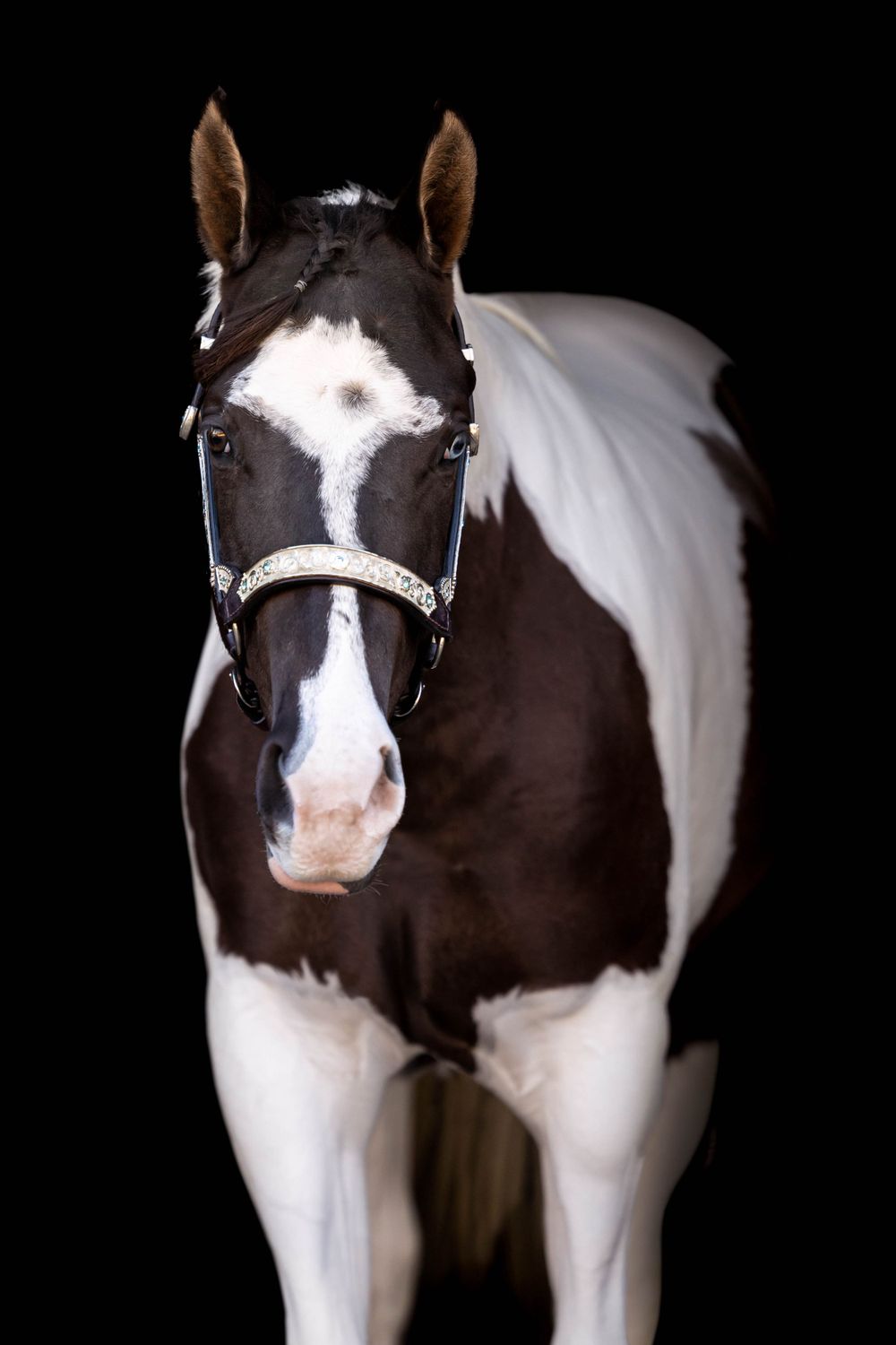 paint mare