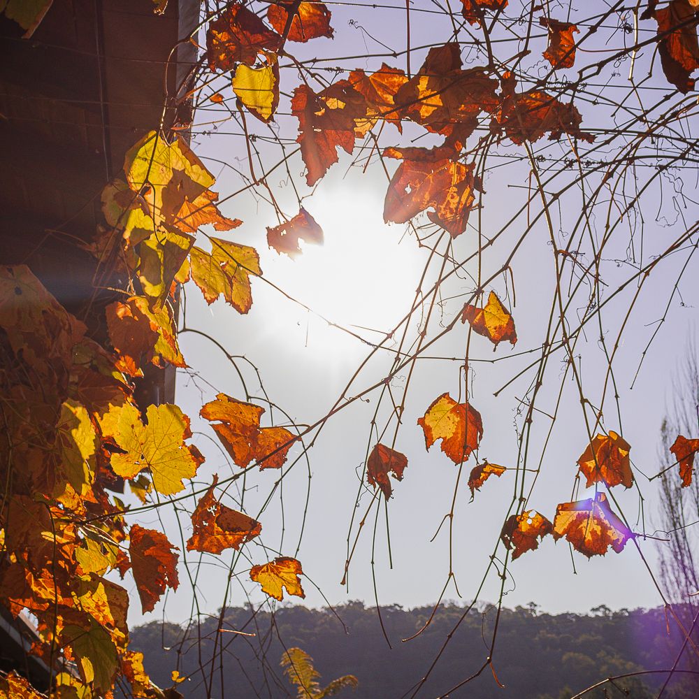Sunlit autumn leaves glowing against bright sky, photographed by Piret Victoria Ribas.