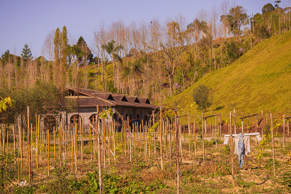 Vineyard landscape with rustic wooden house and rolling green hills in warm afternoon light.