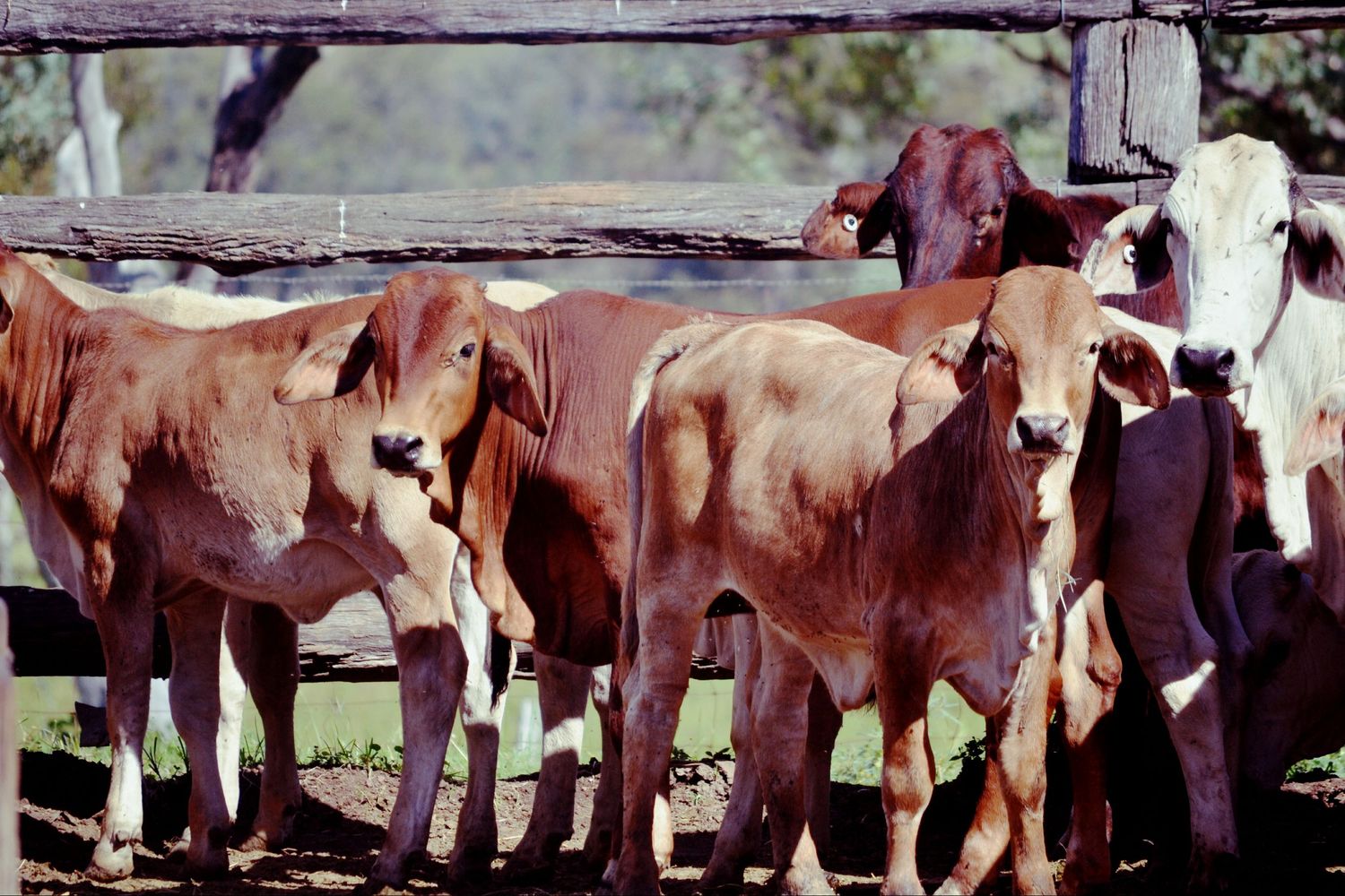 Group of young brown and white calves standing together behind a wooden fence.