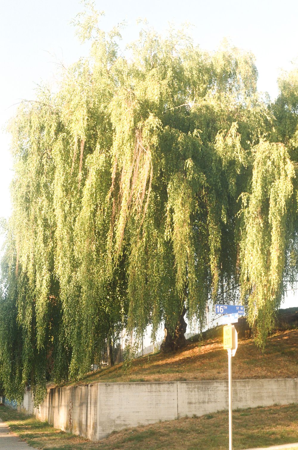 Row of graceful weeping willow trees with drooping branches against a bright sky.