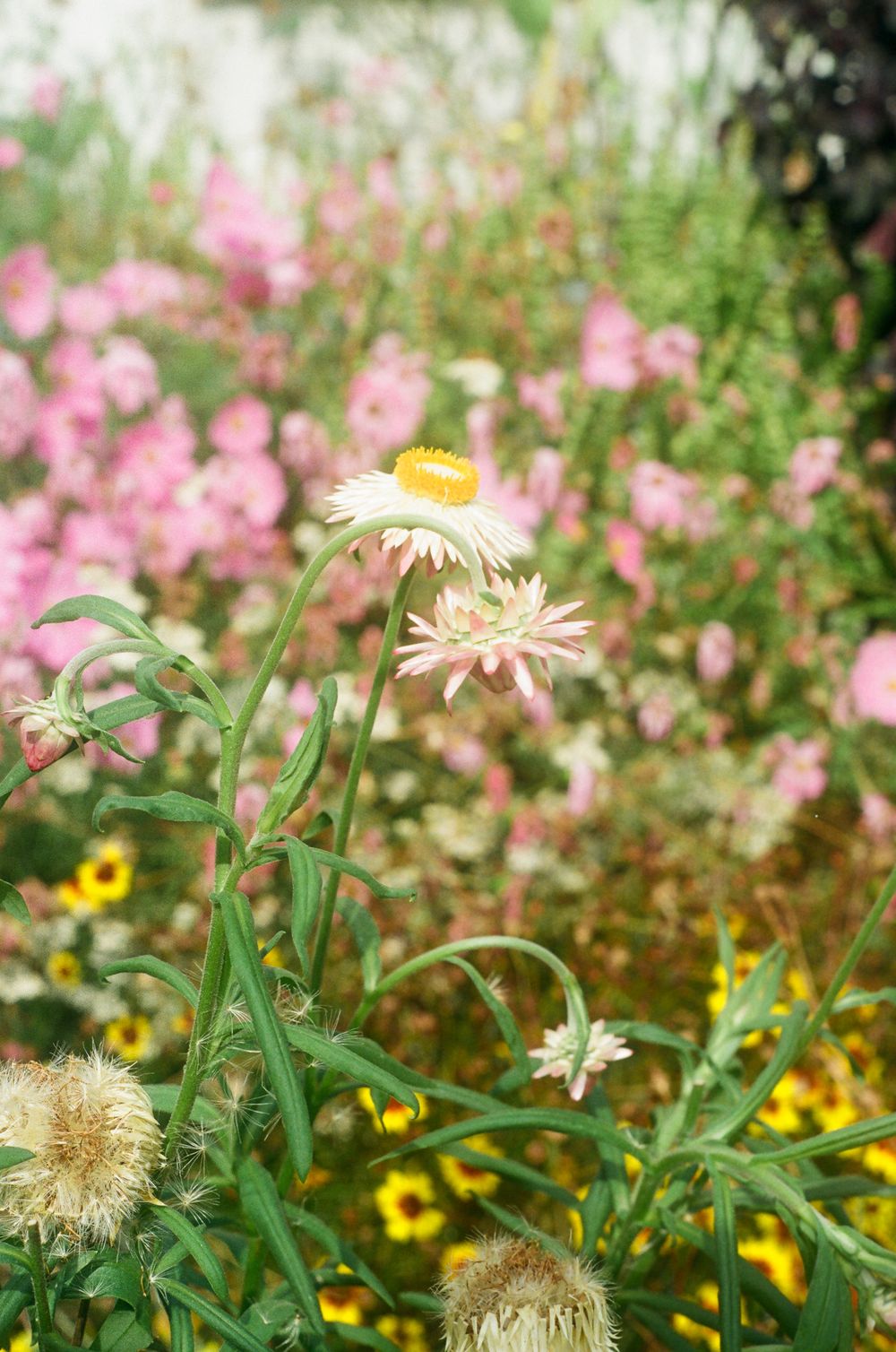 Colorful garden featuring pink flowers and yellow daisies in soft focus.