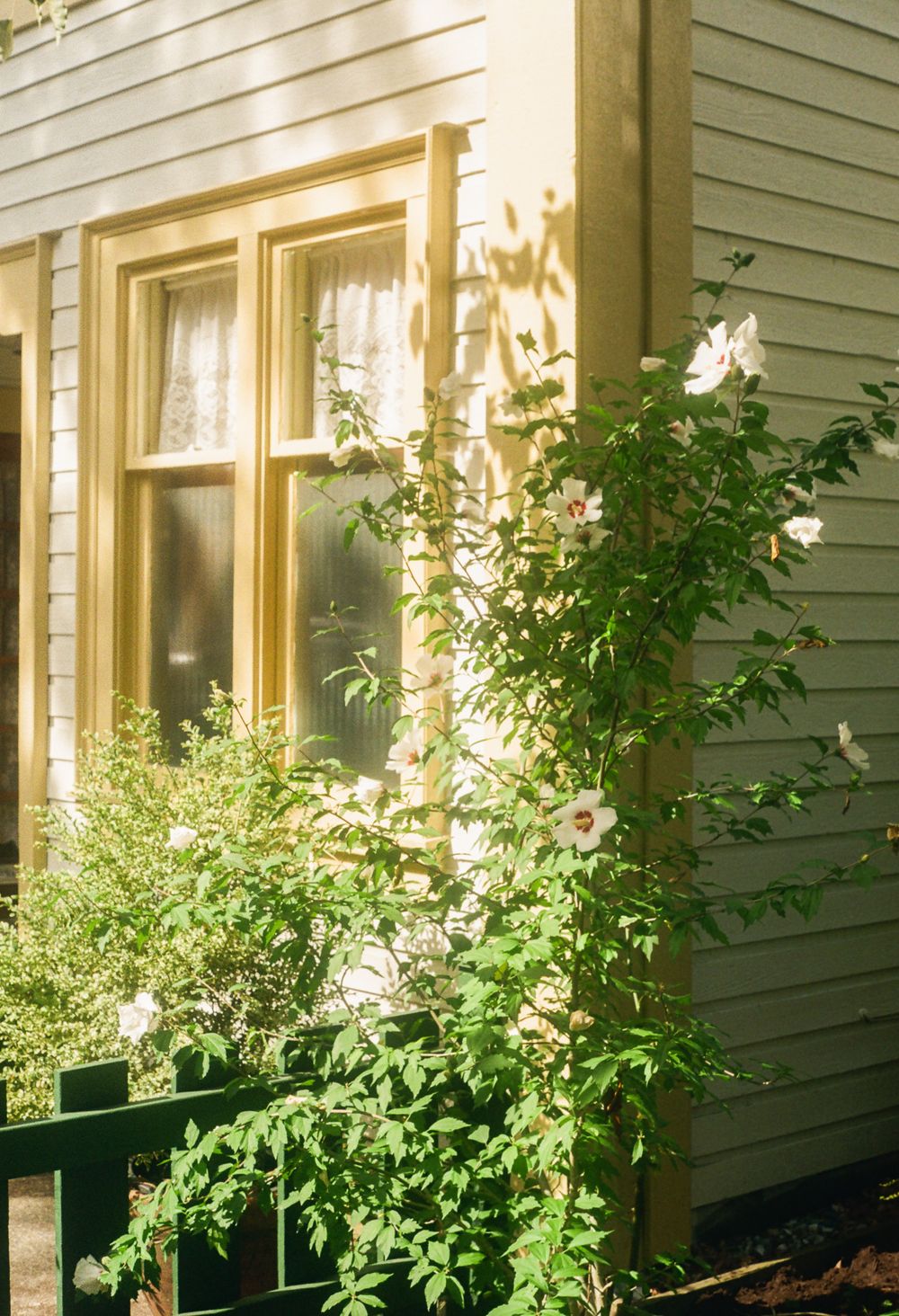 Green-sided house with windows reflecting golden sunlight through leafy branches.