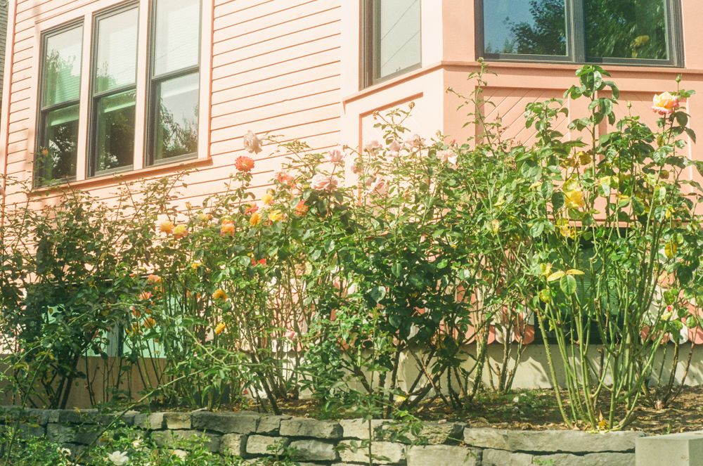 Pink-colored houses with ornate architectural details and lush garden landscaping.
