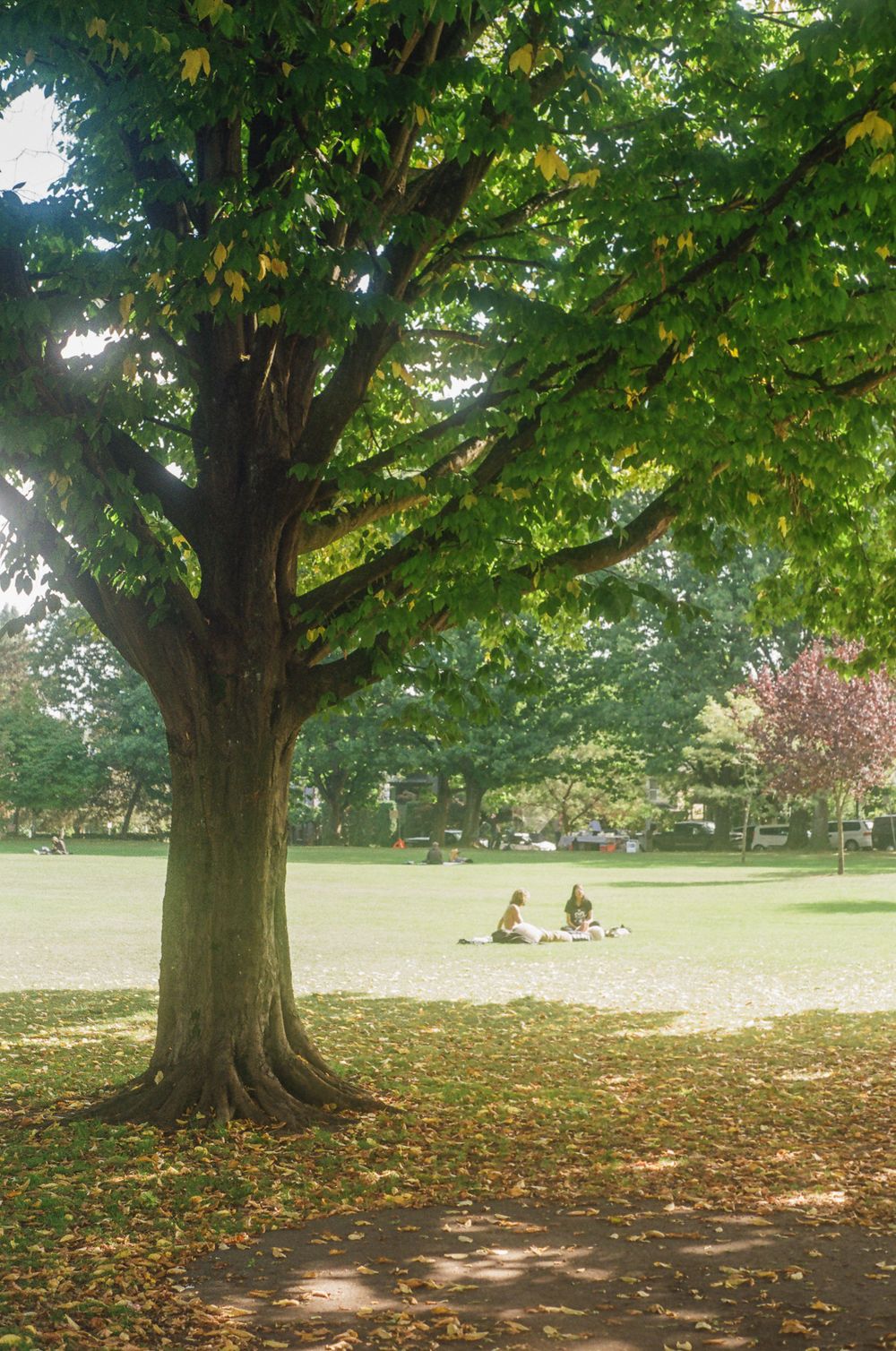 Large maple tree with spreading branches casting shadows over fallen autumn leaves.