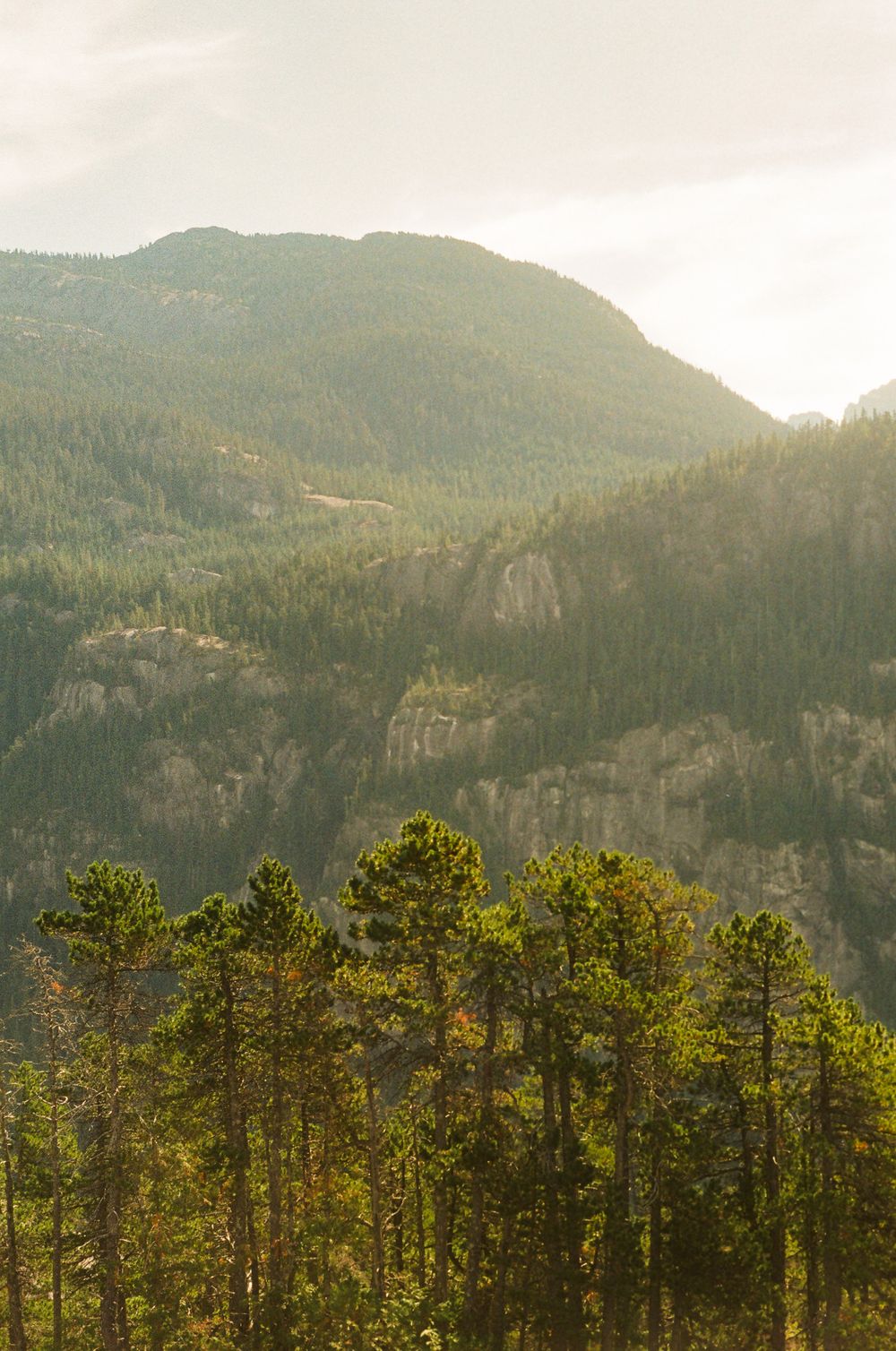 Sunlit evergreen forest on mountainside with towering cliffs and peaks in the background.