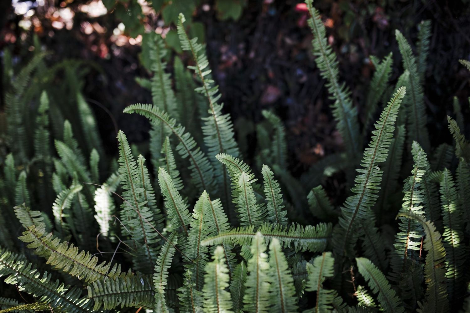 Green ferns line the walkway.
