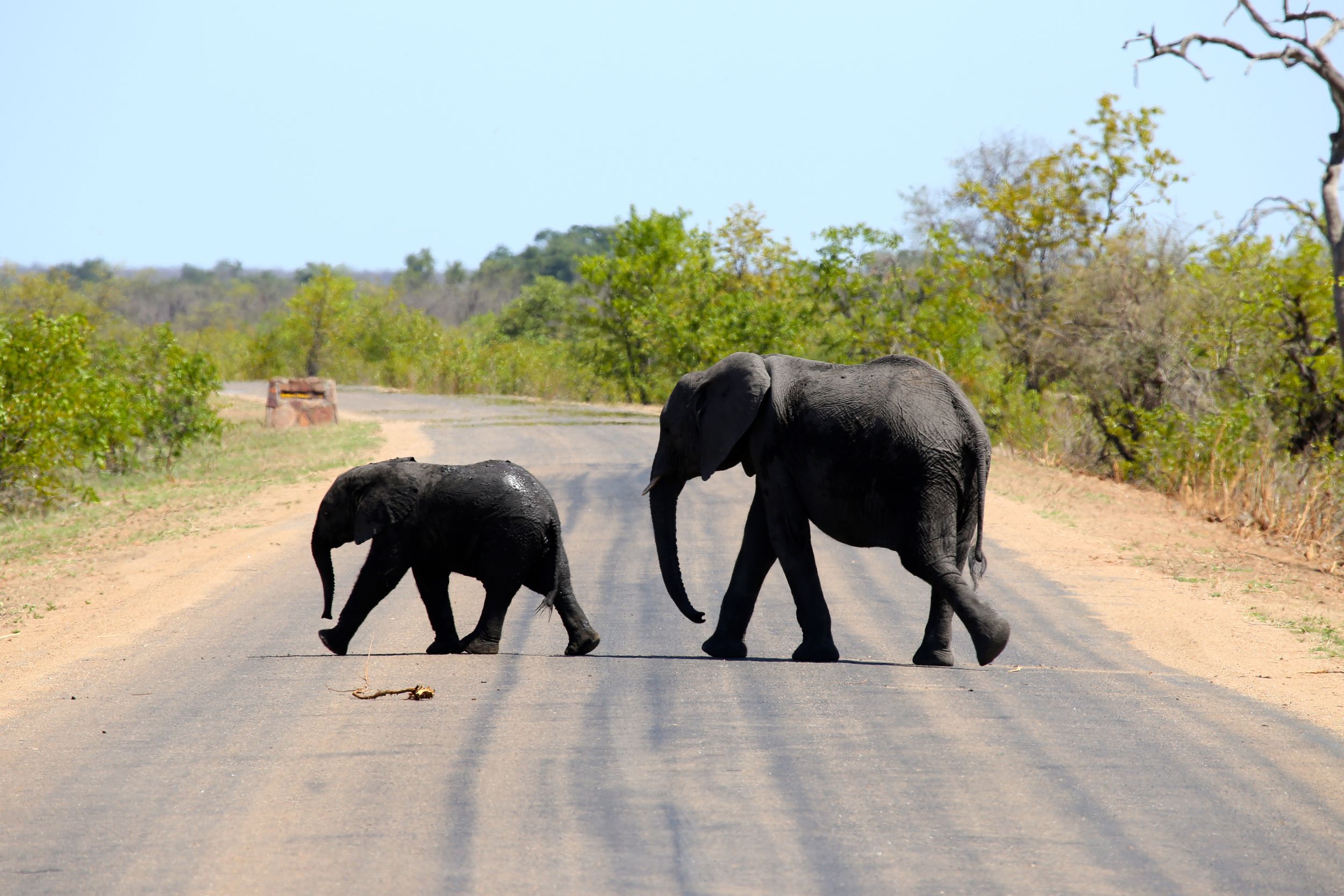 Krugar Park, South Africa