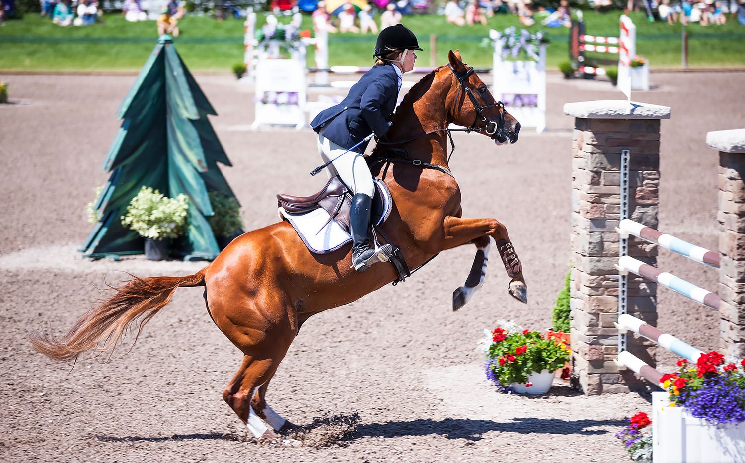 Show Jumping Horse
