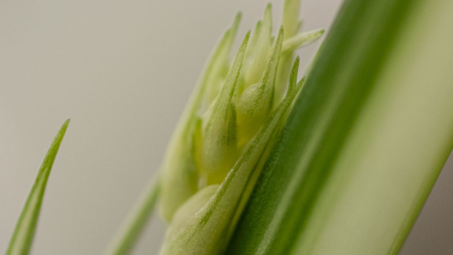 micro photography of spider plant