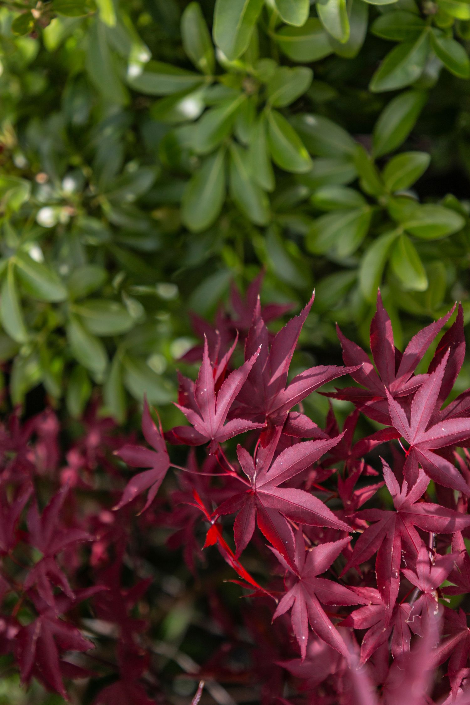 Contrast of vibrant red leaves and glossy green foliage in a dense shrub, showcasing natural texture and seasonal colour.