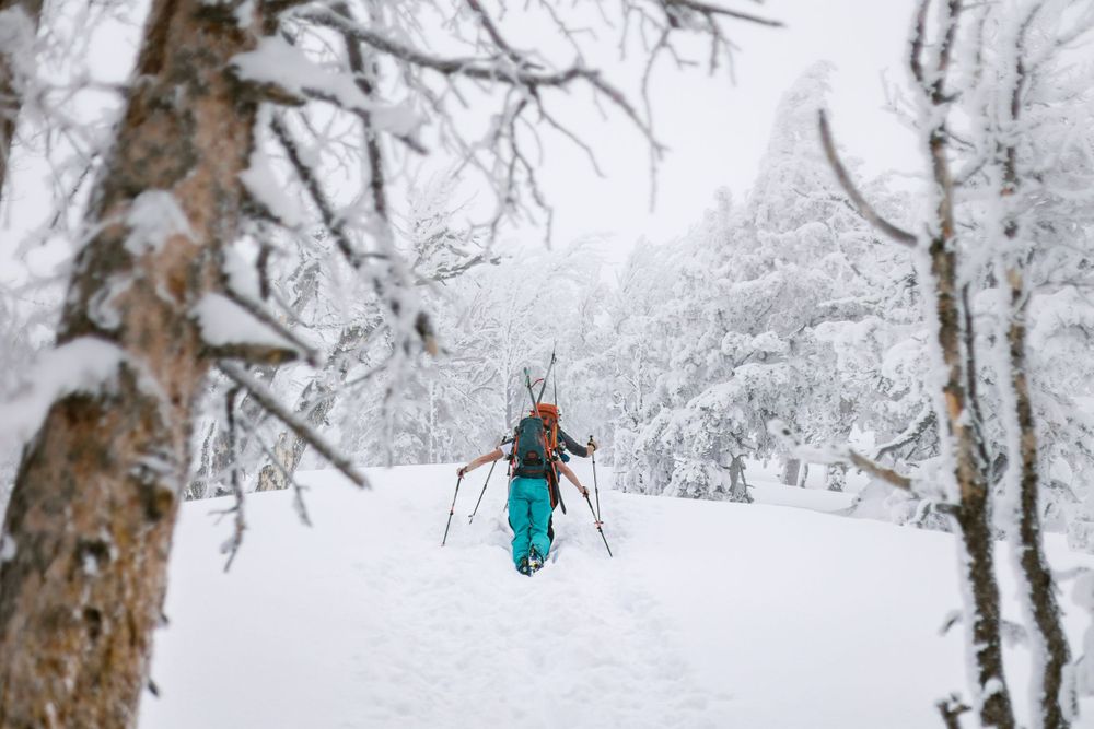 two skiers boot packing uphill through snowy woods with skis and backpacks on \