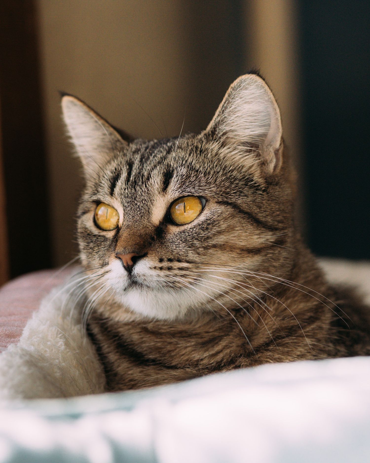 brown tabby cat with orange eyes laying in a fluffy bed and looking off to the side