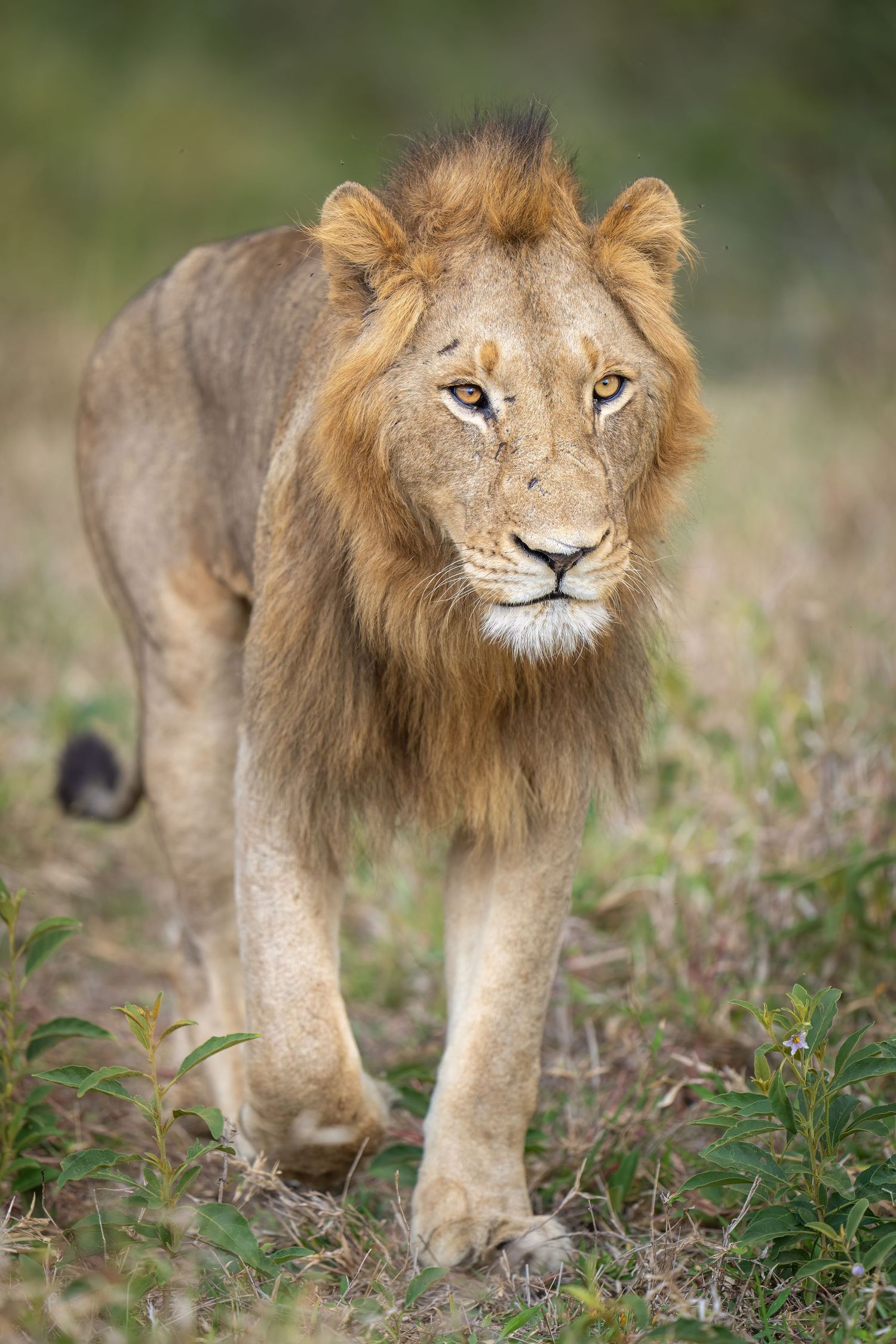 A male lion walks through grass with its distinctive mane flowing in the breeze.