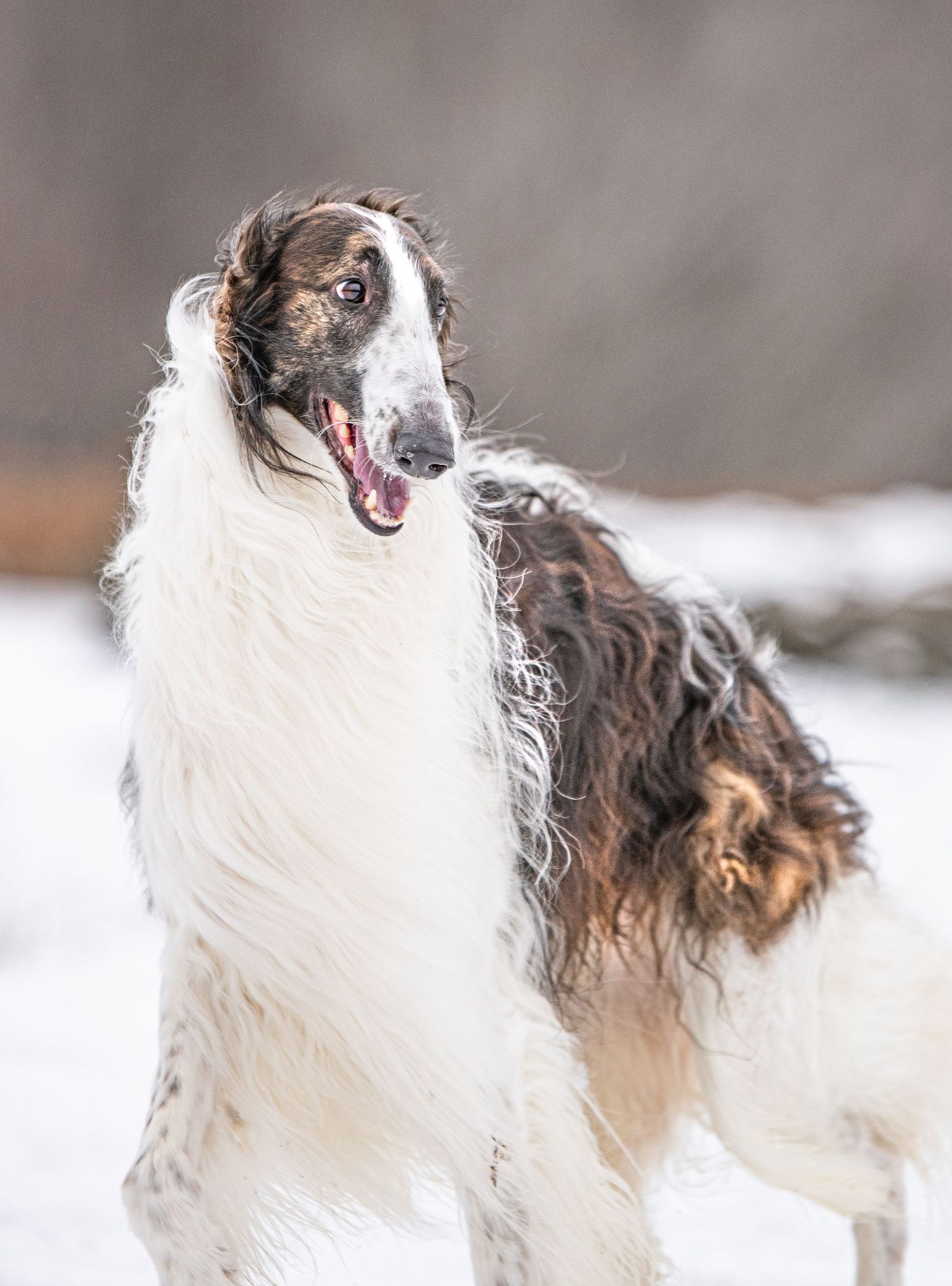 Borzoi Rare and Rarely Seen Borzoi