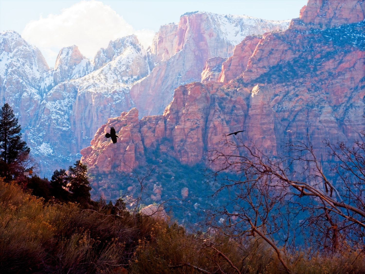 Two ravens play in Zion National Park